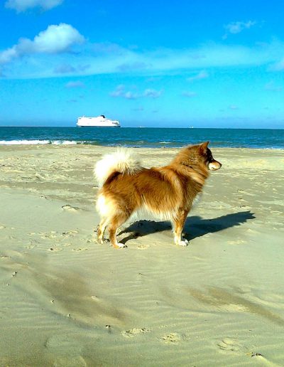 Toilettage Chiens toutes races et toutes tailles à Saint Marcel .
