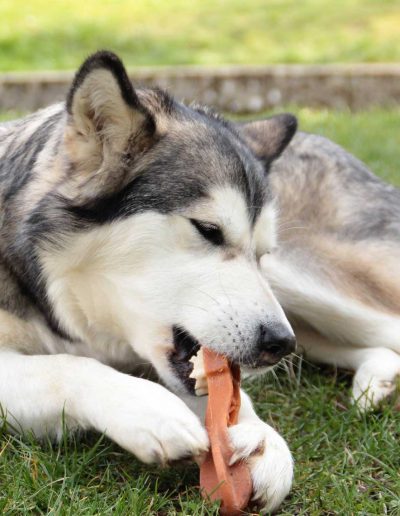 Alimentations pour Chiens et Chats Vernon, Saint Marcel, Bonnières sur Seine, Gaillon, Eure.