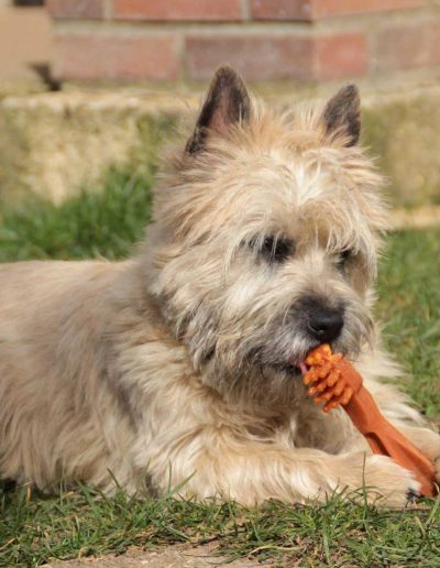 Alimentation chiens et chats à Saint Marcel chez Beauté Canine