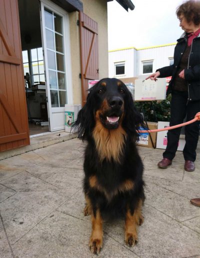 Toilettage Chiens toutes races et toutes tailles à Saint Marcel chez Beauté Canine