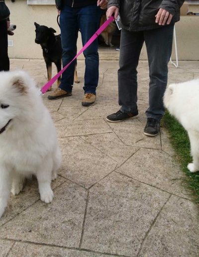 Salon de toilettage à Saint Marcel