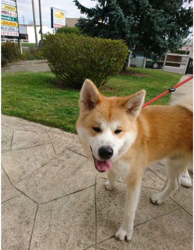 Salon de Toilettage à Vernon, Saint Marcel