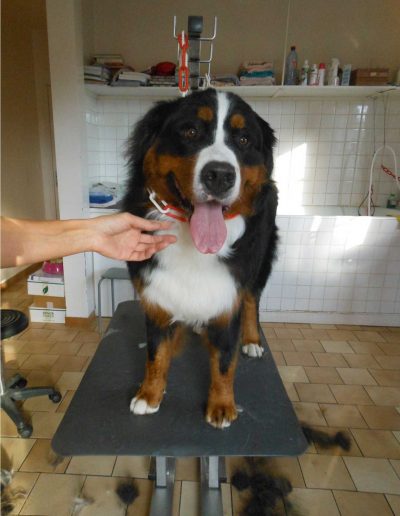 Salon de toilettage à Saint Marcel