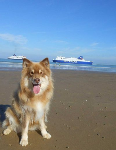 Accessoires pour Chiens et Chats à Vernon, Saint Marcel, Gaillon, Eure