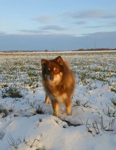 Salon de toilettage à Saint Marcel