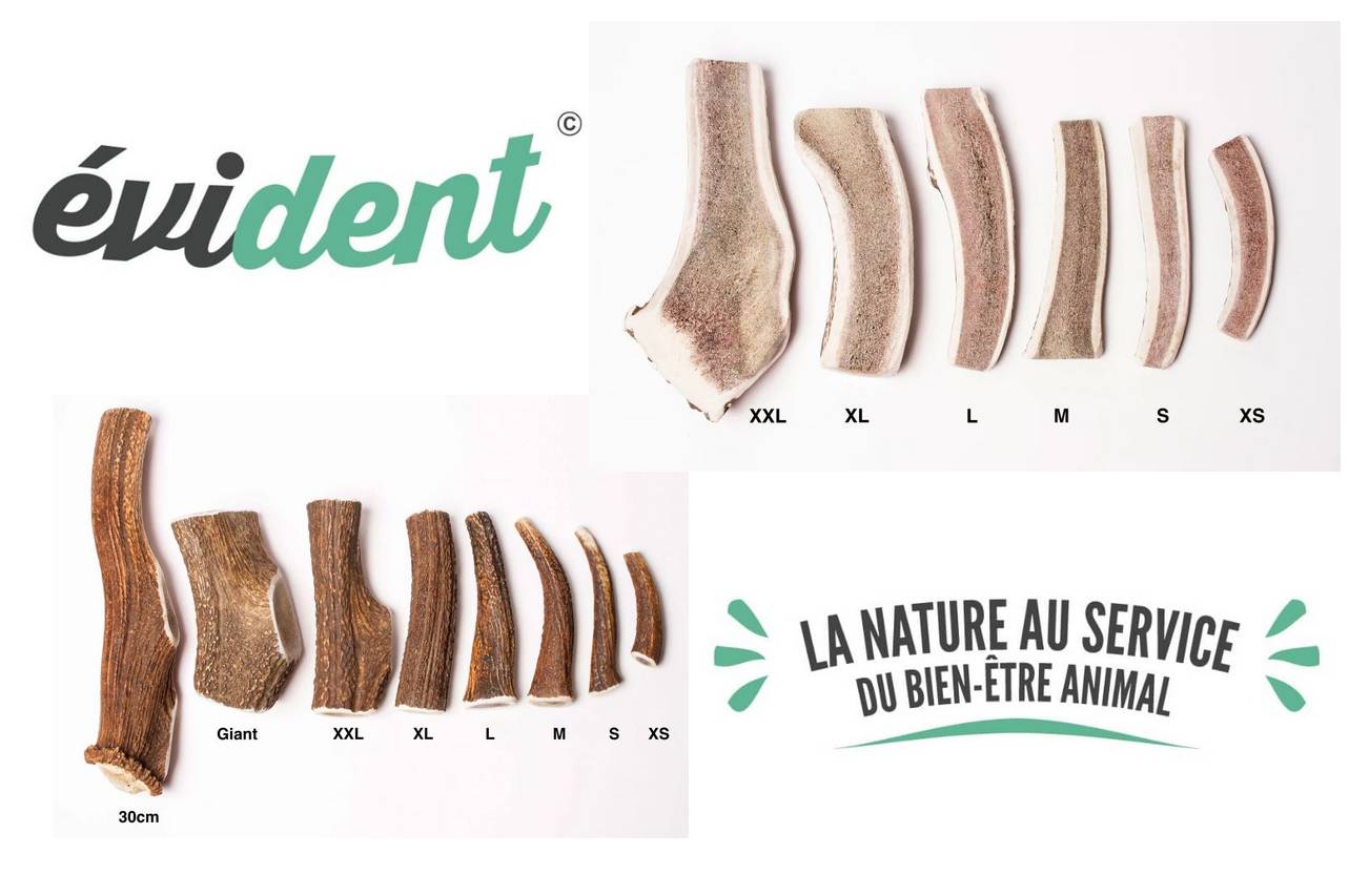 Bois de cerf entier ou tranché