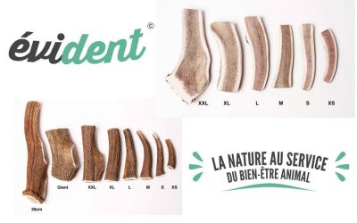 Bois de Cerf de marque Evident